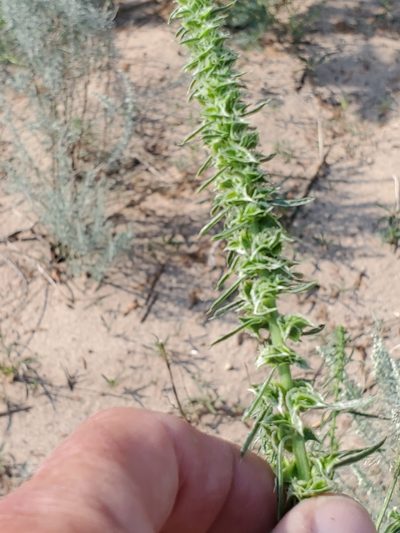 Amaranthus acanthochiton, photographed by Craig Martin