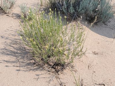 Lorandersonia baileyi, photographed by Craig Martin