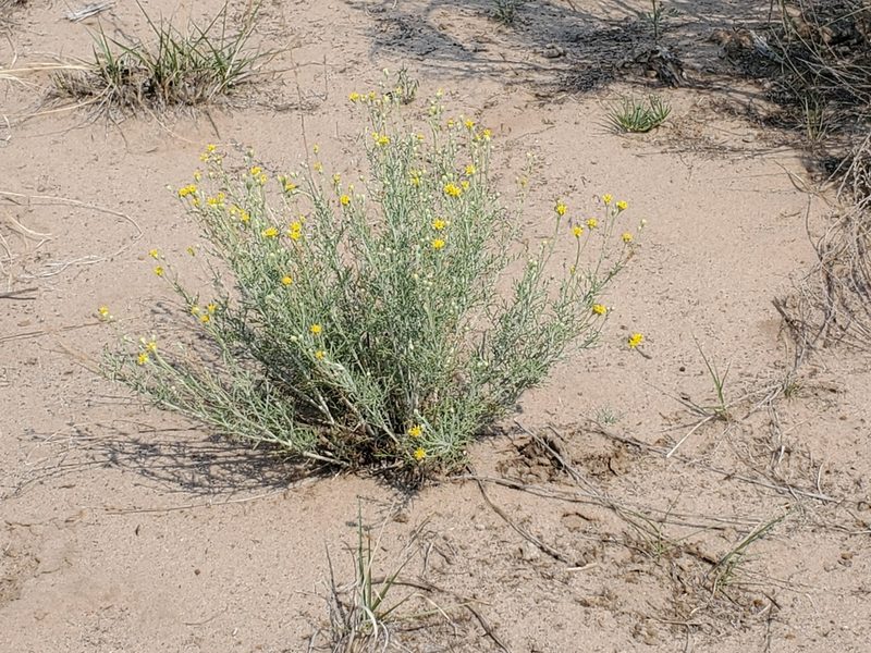 Hymenopappus flavescens, photographed by Craig Martin