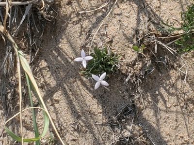 Houstonia rubra, photographed by Craig Martin