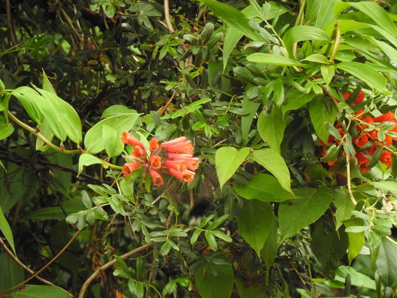 Bomarea aurantiaca, photographed by Naturalist Tours