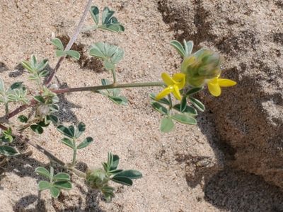 Dalea nana, photographed by Craig Martin
