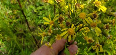 Senecio eremophilus, photographed by Sarah Vermaak