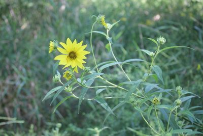 Helianthus giganteus, photographed by Quinten Wiegersma