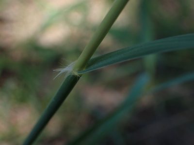 Sporobolus rigidus, photographed by Mary Krieger