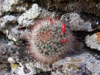 Mammillaria crinita, photographed by Alexis López Hernández