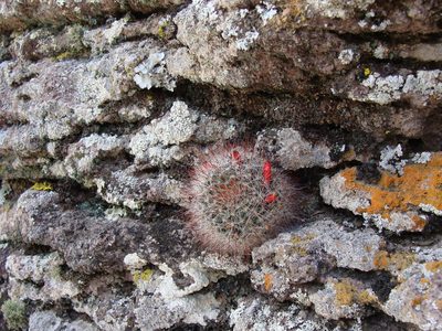 Mammillaria crinita, photographed by Alexis López Hernández