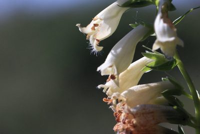Digitalis lutea, photographed by jfgodeau