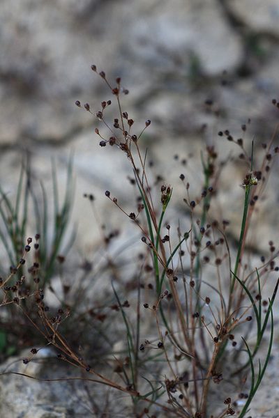 Juncus tenageia, photographed by jfgodeau