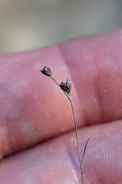 Juncus tenageia, photographed by jfgodeau