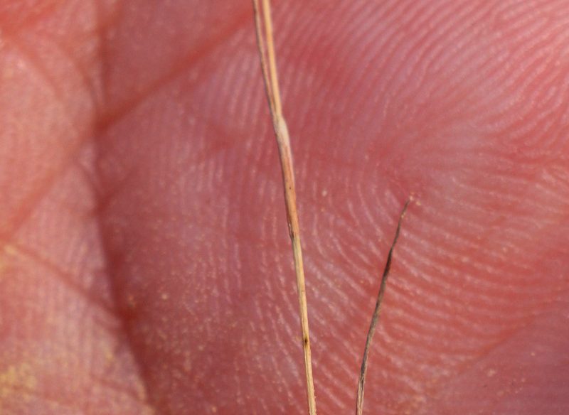 Juncus tenageia, photographed by jfgodeau