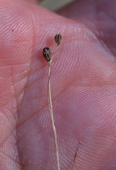 Juncus tenageia, photographed by jfgodeau