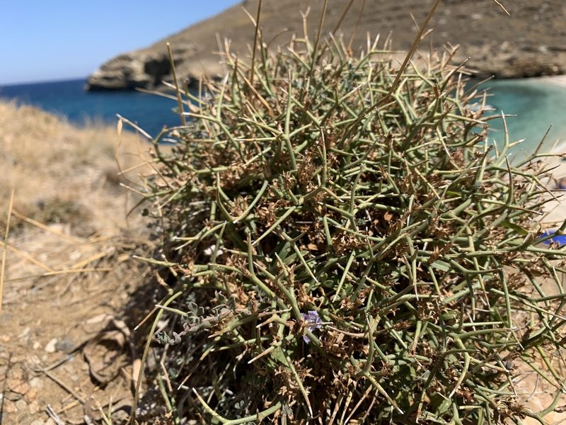 Cichorium spinosum, photographed by pavlaki1968