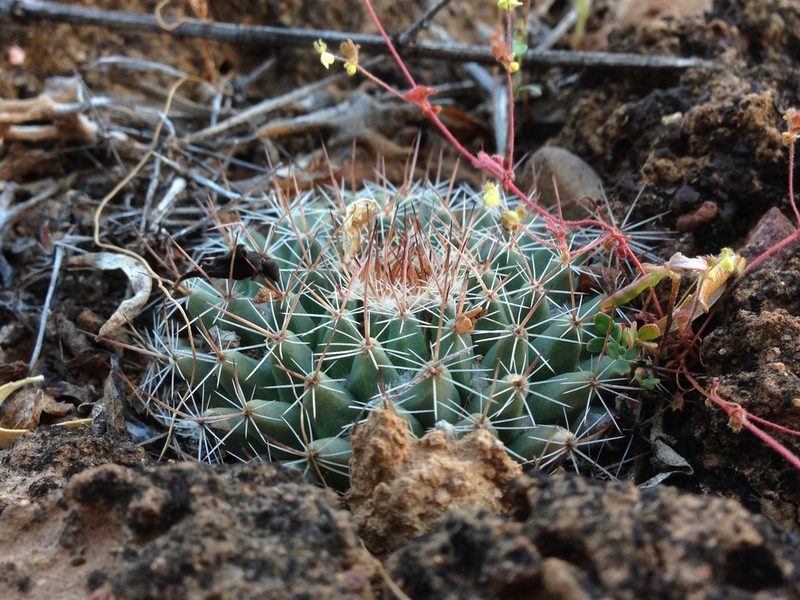 Mammillaria brandegeei, photographed by Adam J. Searcy