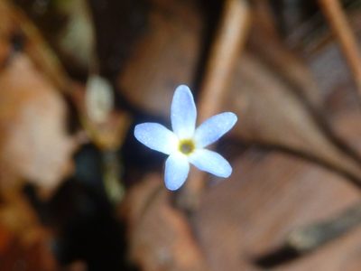 Voyria tenella, photographed by Eduardo Chacón Madrigal