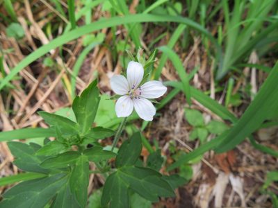 Geranium thunbergii, photographed by Marco Mussita