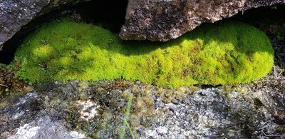 Amphidium mougeotii, photographed by Jonathan Hughes