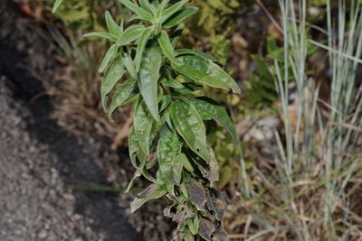 Palafoxia hookeriana, photographed by Michelle W. （鍾偉瑋）