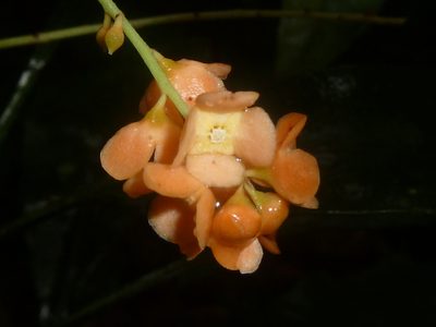 Clavija biborrana, photographed by Eduardo Chacón Madrigal