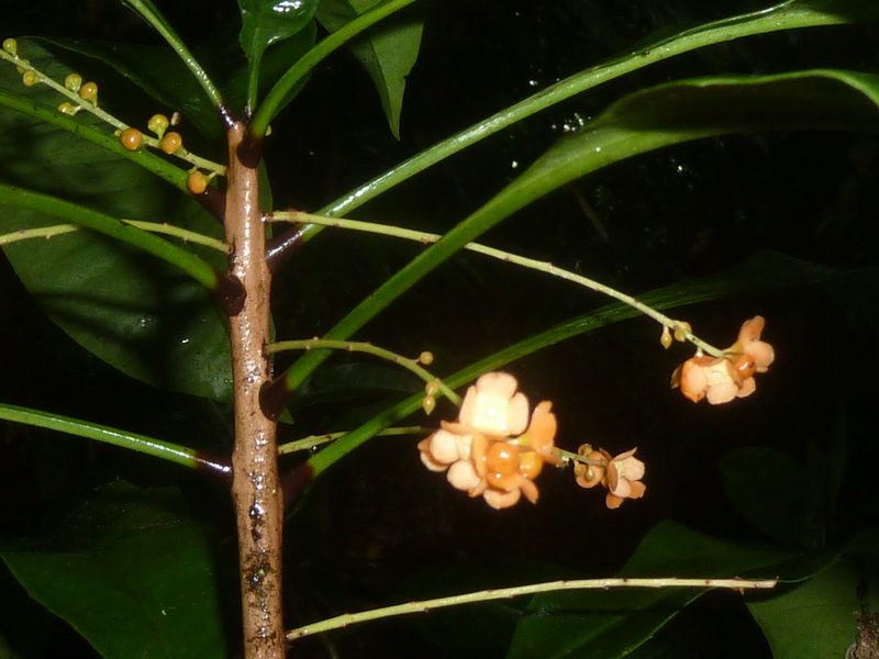 Clavija biborrana, photographed by Eduardo Chacón Madrigal