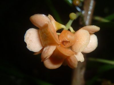 Clavija biborrana, photographed by Eduardo Chacón Madrigal