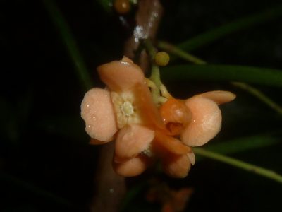 Clavija biborrana, photographed by Eduardo Chacón Madrigal