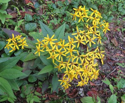 Senecio nemorensis, photographed by Marco Mussita