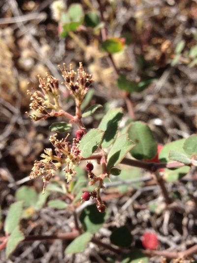 Euphorbia tomentulosa, photographed by Adam J. Searcy