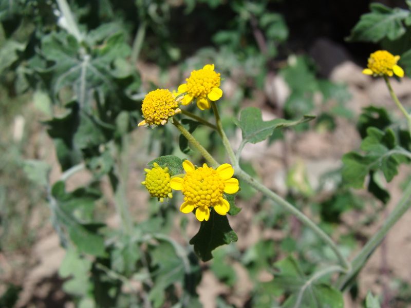 Zaluzania triloba, photographed by Alexis López Hernández