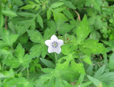 Geranium thunbergii, photographed by Marco Mussita