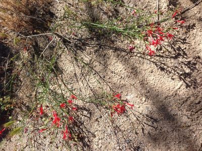Ipomopsis tenuifolia, photographed by Adam J. Searcy