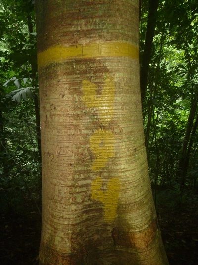 Brosimum costaricanum, photographed by Eduardo Chacón Madrigal
