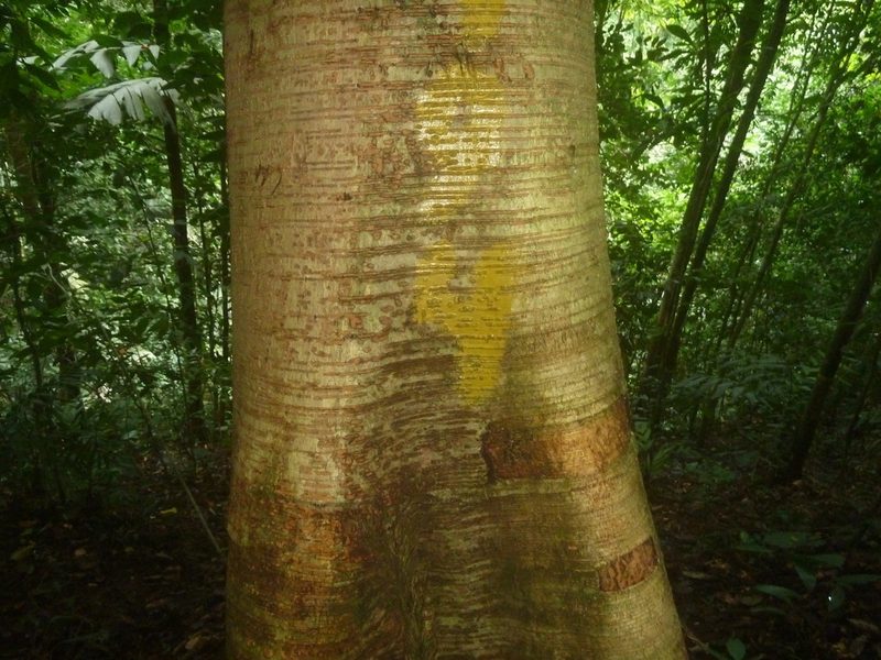 Brosimum costaricanum, photographed by Eduardo Chacón Madrigal