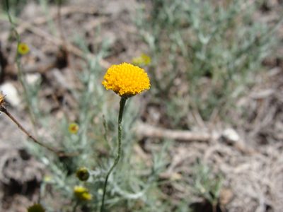 Thymophylla setifolia, photographed by Alexis López Hernández