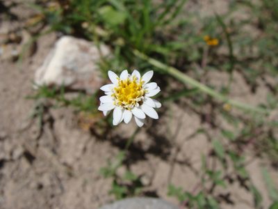 Tridax coronopifolia, photographed by Alexis López Hernández