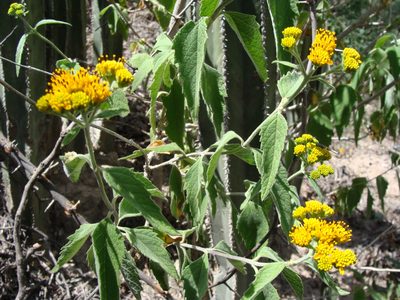 Verbesina serrata, photographed by Alexis López Hernández
