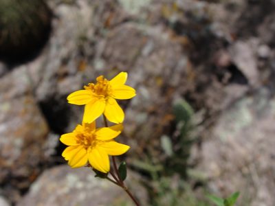 Perymenium mendezii, photographed by Alexis López Hernández