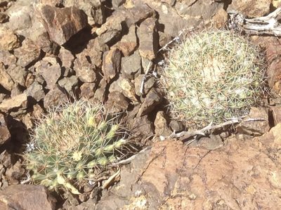 Mammillaria brandegeei, photographed by Adam J. Searcy