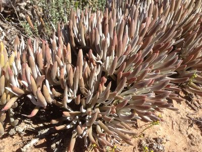 Dudleya attenuata, photographed by Adam J. Searcy