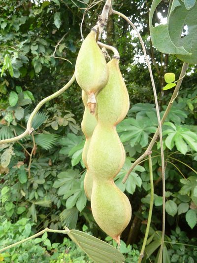 Mucuna holtonii, photographed by Eduardo Chacón Madrigal