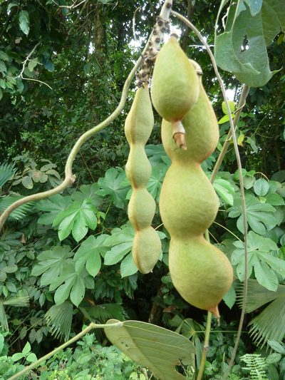 Mucuna holtonii, photographed by Eduardo Chacón Madrigal