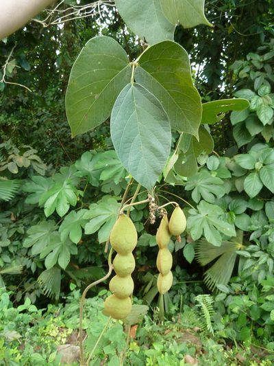 Mucuna holtonii, photographed by Eduardo Chacón Madrigal