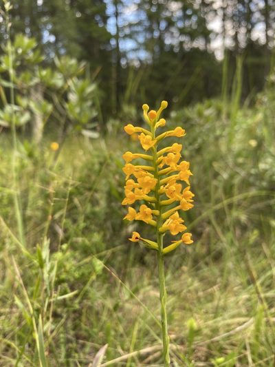 Platanthera integra, photographed by Bonnie Semmling