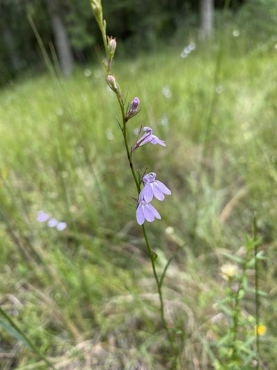 Lobelia canbyi, photographed by Bonnie Semmling