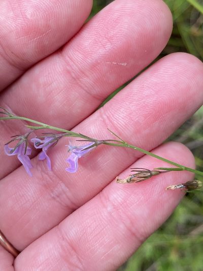Lobelia canbyi, photographed by Bonnie Semmling