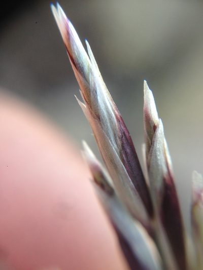 Melica frutescens, photographed by Adam J. Searcy