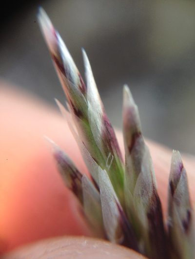 Melica frutescens, photographed by Adam J. Searcy