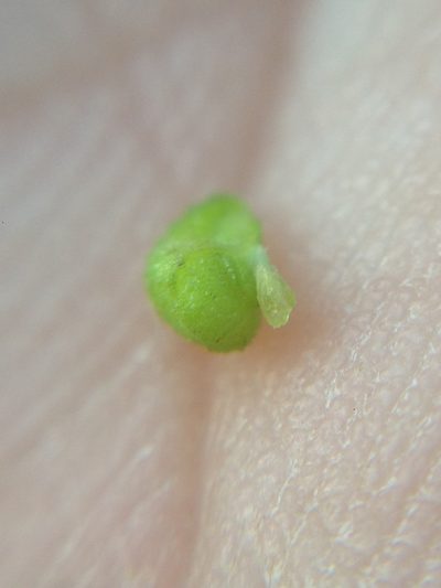 Amsinckia inepta, photographed by Adam J. Searcy