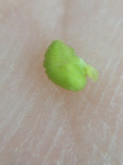 Amsinckia inepta, photographed by Adam J. Searcy