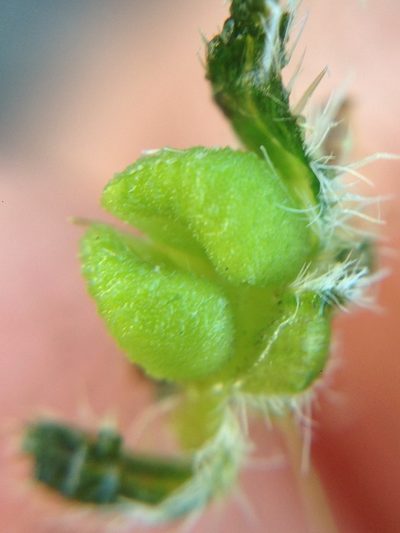 Amsinckia inepta, photographed by Adam J. Searcy